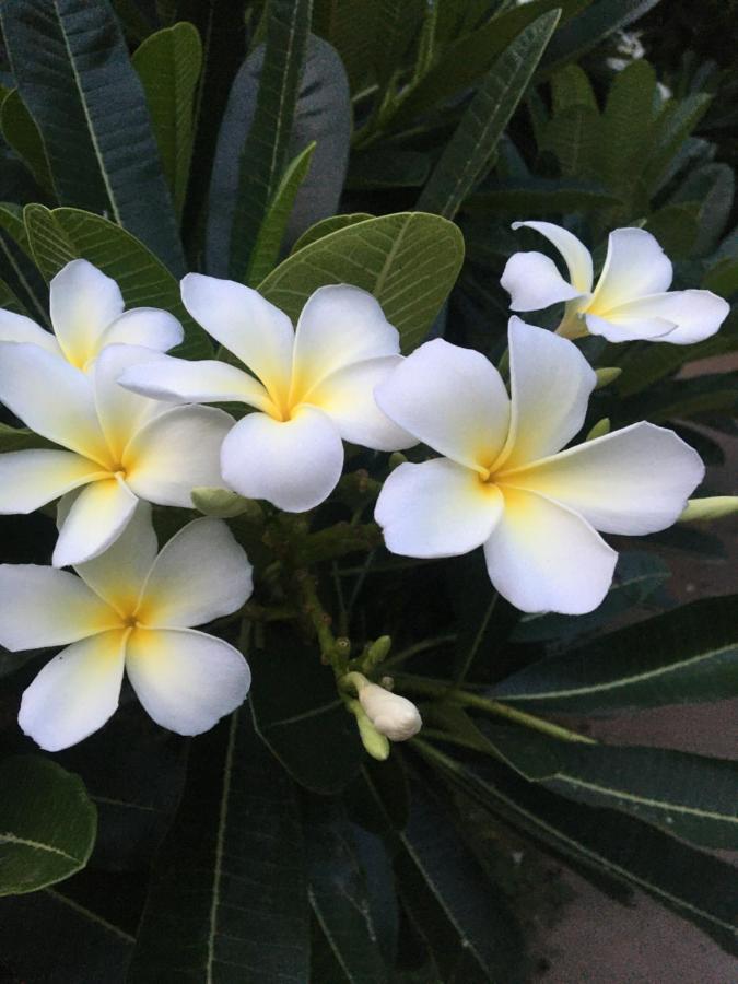 White Butterfly - A Countryside Homestay Thiruvananthapuram Εξωτερικό φωτογραφία