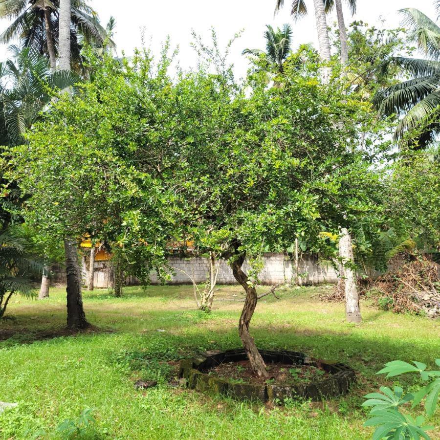 White Butterfly - A Countryside Homestay Thiruvananthapuram Εξωτερικό φωτογραφία